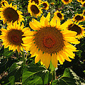 Sunflowers Joyful Field 