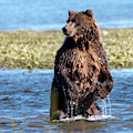 Coastal Brown Bear Custom Crop