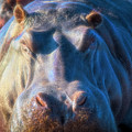 Hippy Hippo Dreams, Africa