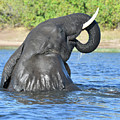 Joyful Elephant