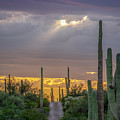 Road to the Light 2020