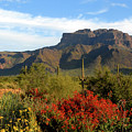 Superstition Mountains Red Flowers back of Gold Canyon 