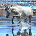 Wild Horse Stomp, Salt River Arizona