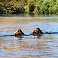 WildHorse Family Swim